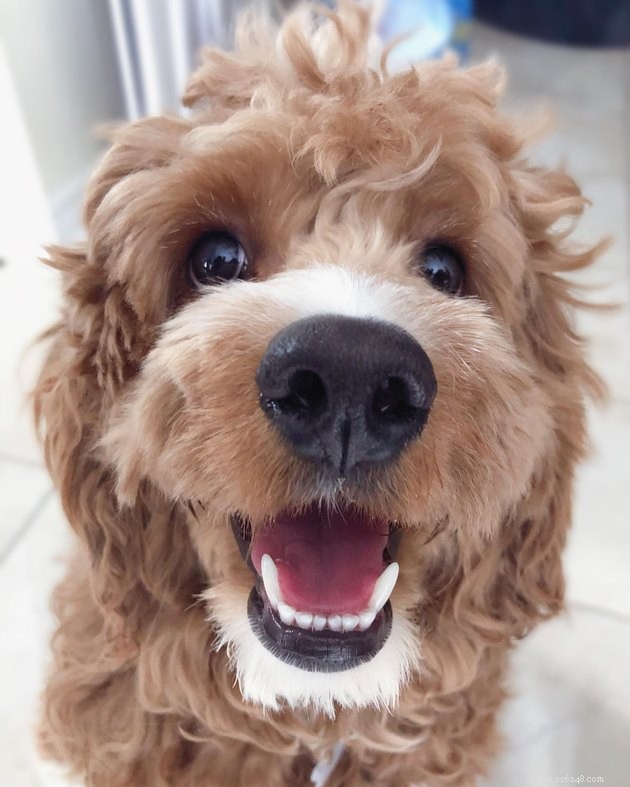 16 Dogs That Will Melt Your Heart With Their Irresistible Smiles