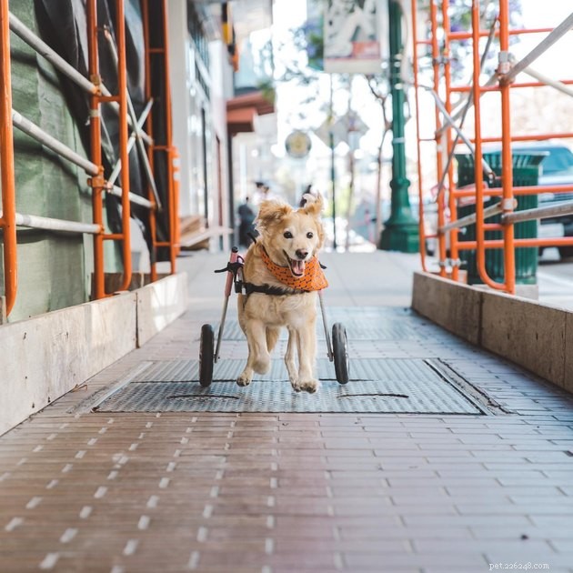 16 Dogs That Will Melt Your Heart With Their Irresistible Smiles