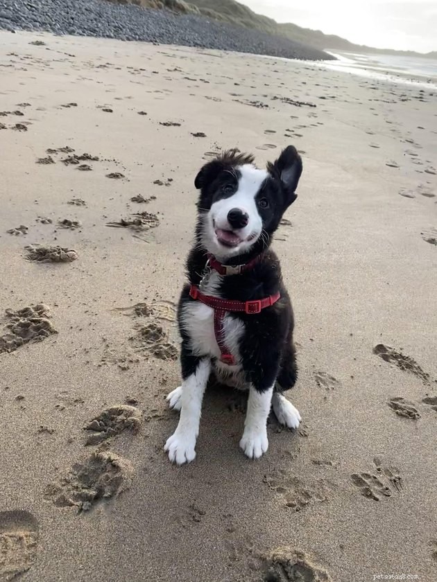 16 Dogs That Will Melt Your Heart With Their Irresistible Smiles