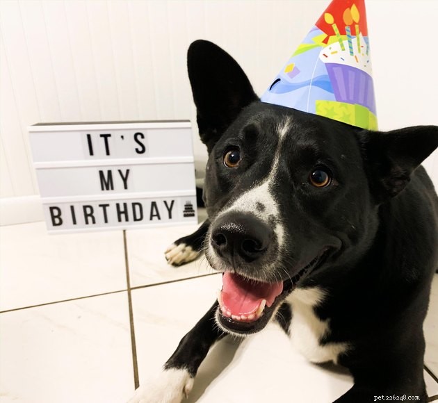 16 Dogs That Will Melt Your Heart With Their Irresistible Smiles