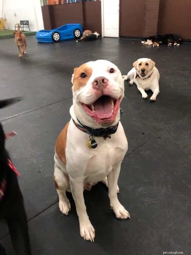 16 Dogs That Will Melt Your Heart With Their Irresistible Smiles
