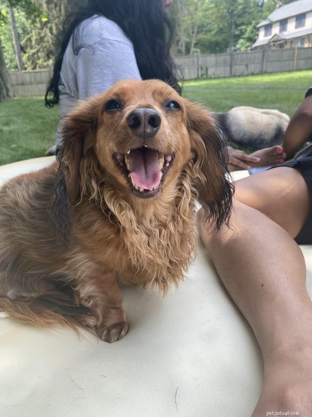 16 Dogs That Will Melt Your Heart With Their Irresistible Smiles