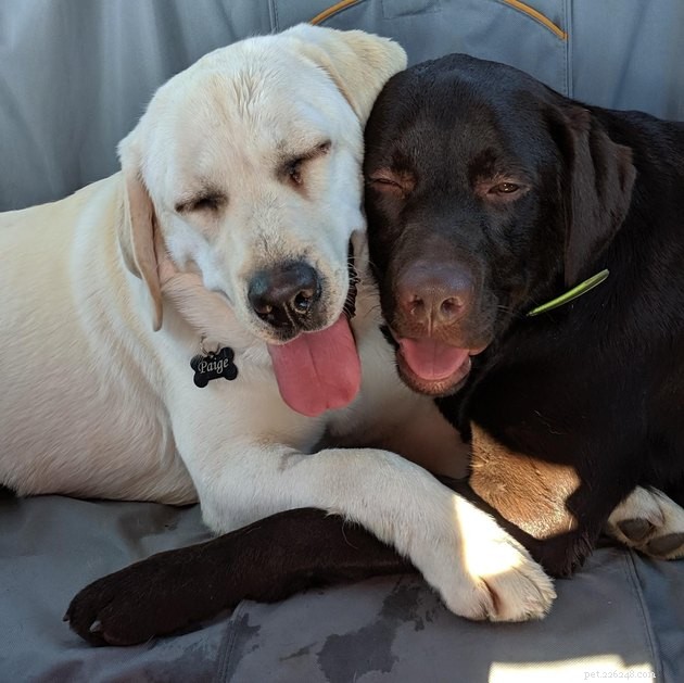 16 Dogs That Will Melt Your Heart With Their Irresistible Smiles