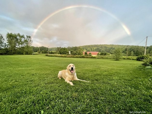 16 Dogs That Will Melt Your Heart With Their Irresistible Smiles