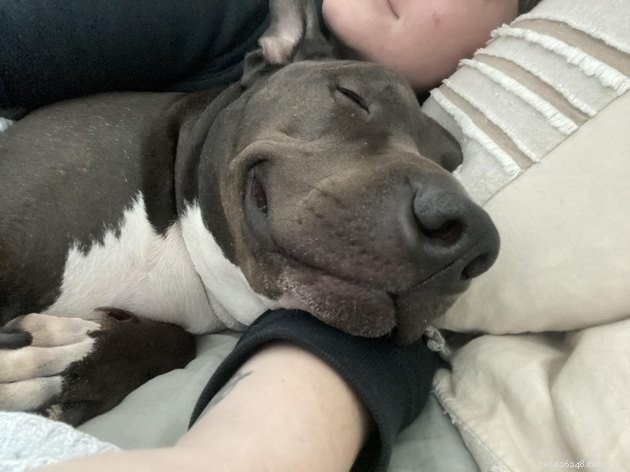 16 Dogs That Will Melt Your Heart With Their Irresistible Smiles