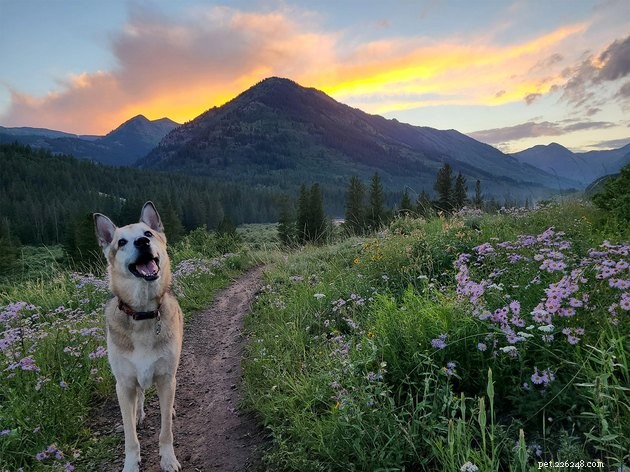 16 Dogs That Will Melt Your Heart With Their Irresistible Smiles