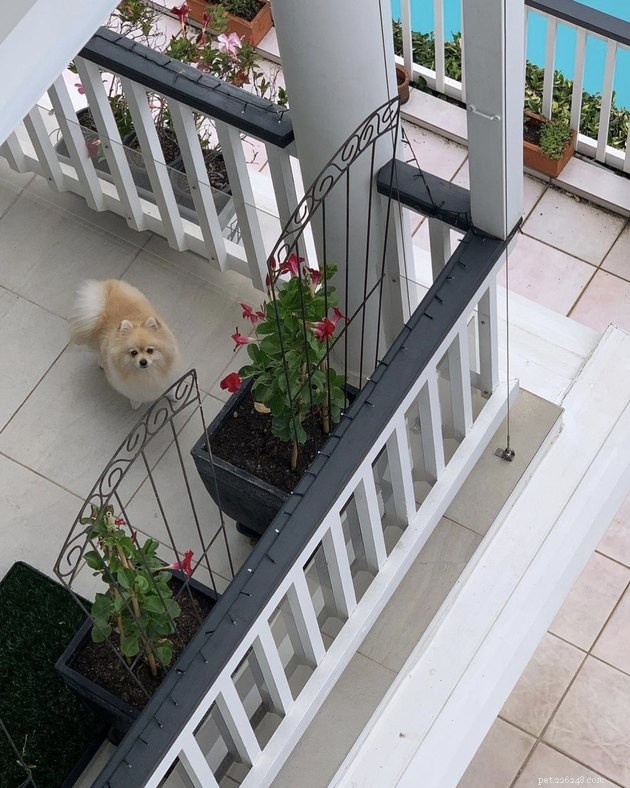 20 Canine Balcony Watchdogs: Keeping Neighborhoods Safe & Happy