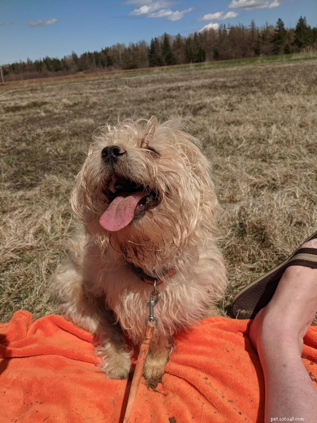 16 Dogs That Will Melt Your Heart With Their Irresistible Smiles
