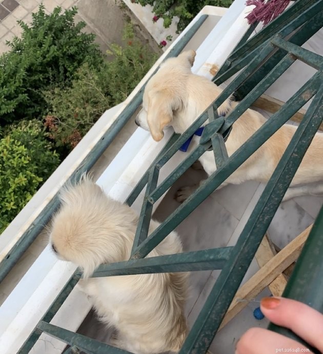 20 Canine Balcony Watchdogs: Keeping Neighborhoods Safe & Happy