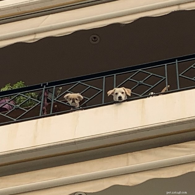 20 Canine Balcony Watchdogs: Keeping Neighborhoods Safe & Happy
