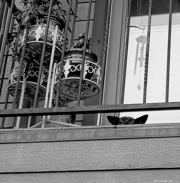 20 Canine Balcony Watchdogs: Keeping Neighborhoods Safe & Happy