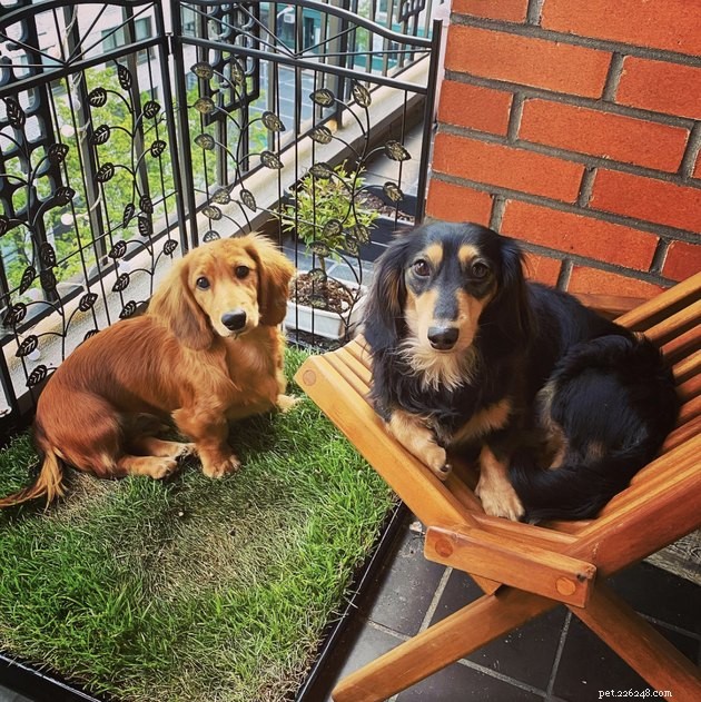 20 Canine Balcony Watchdogs: Keeping Neighborhoods Safe & Happy