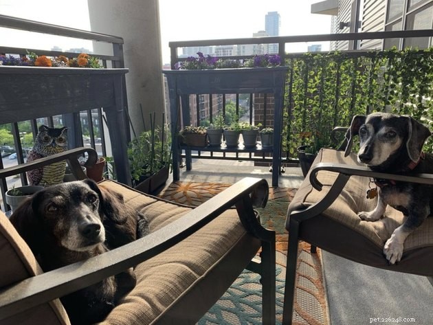 20 Canine Balcony Watchdogs: Keeping Neighborhoods Safe & Happy