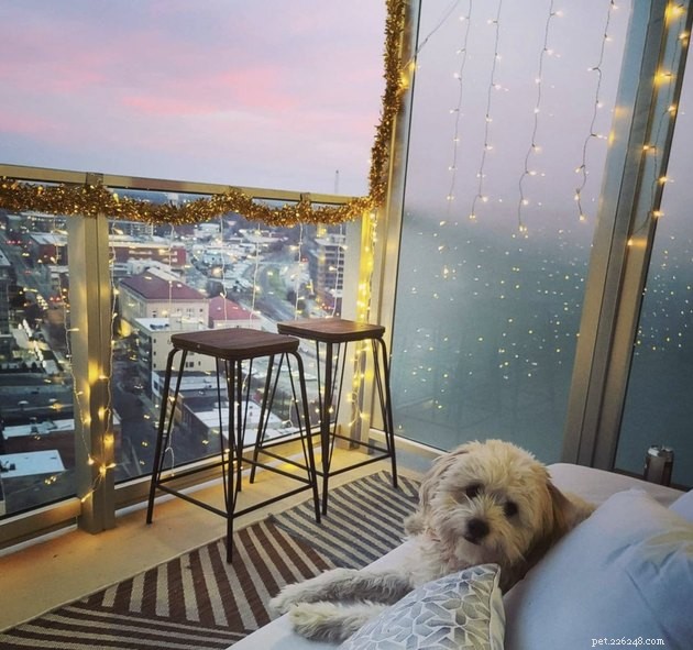 20 Canine Balcony Watchdogs: Keeping Neighborhoods Safe & Happy