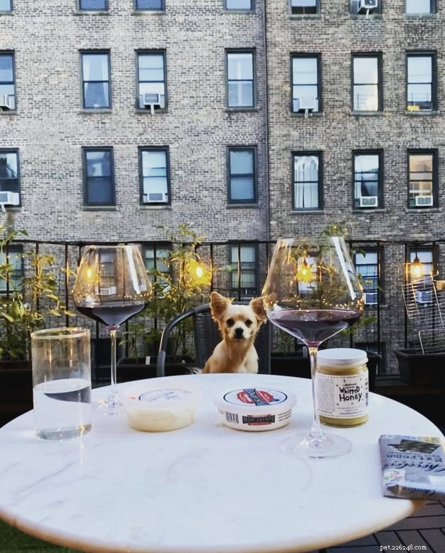 20 Canine Balcony Watchdogs: Keeping Neighborhoods Safe & Happy