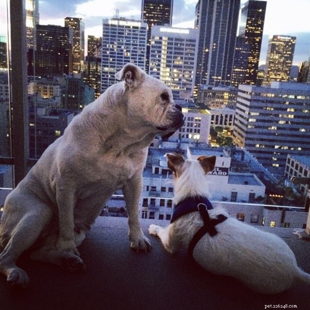 20 Canine Balcony Watchdogs: Keeping Neighborhoods Safe & Happy