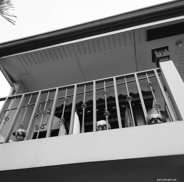 20 Canine Balcony Watchdogs: Keeping Neighborhoods Safe & Happy