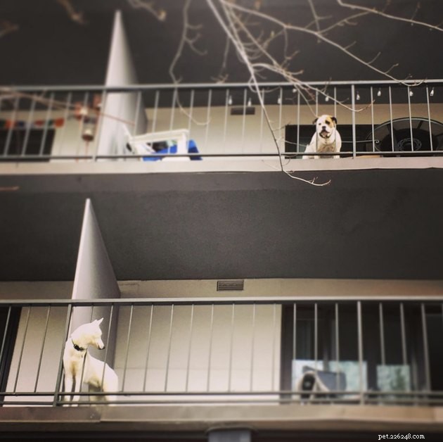 20 Canine Balcony Watchdogs: Keeping Neighborhoods Safe & Happy