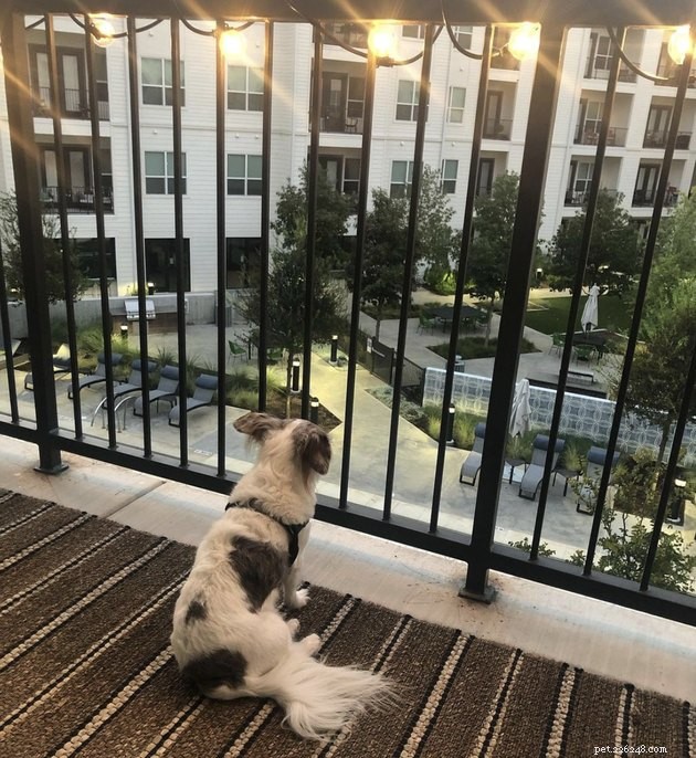 20 Canine Balcony Watchdogs: Keeping Neighborhoods Safe & Happy