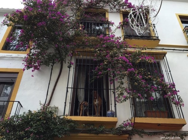 20 Canine Balcony Watchdogs: Keeping Neighborhoods Safe & Happy