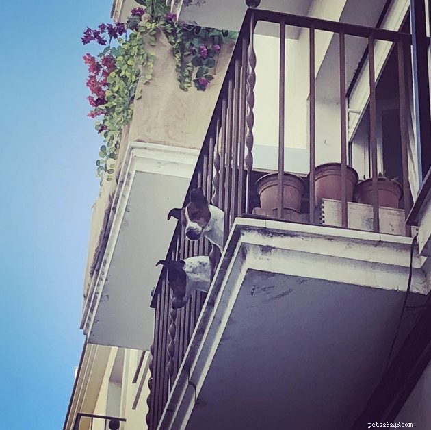 20 Canine Balcony Watchdogs: Keeping Neighborhoods Safe & Happy