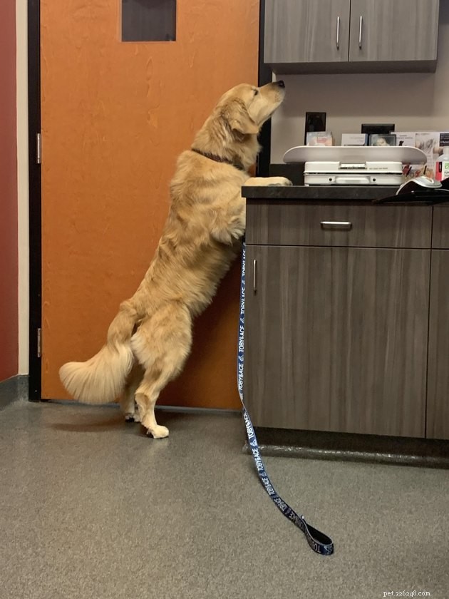 17 Amazing Dogs Excelling in Their Professional Roles
