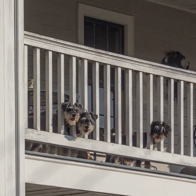 20 Canine Balcony Watchdogs: Keeping Neighborhoods Safe & Happy