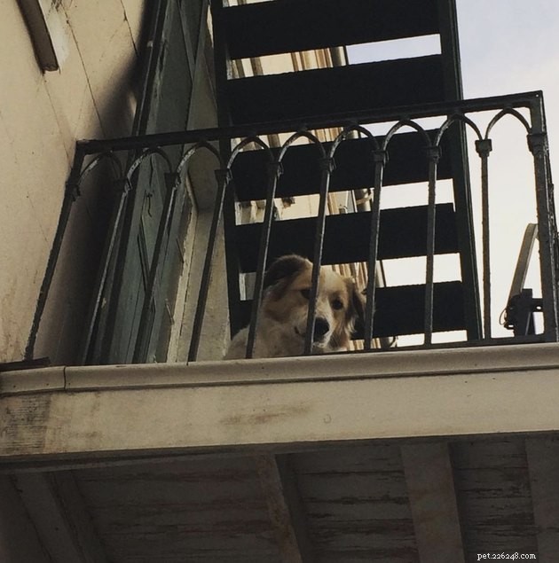 20 Canine Balcony Watchdogs: Keeping Neighborhoods Safe & Happy