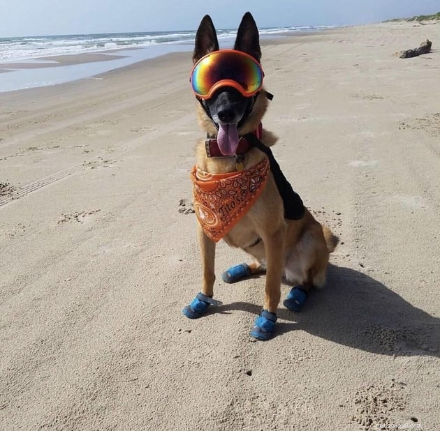 17 Amazing Dogs Excelling in Their Professional Roles