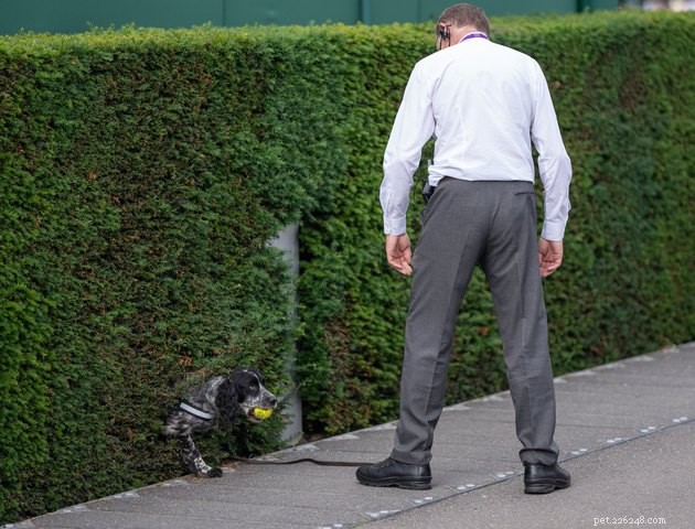 17 Amazing Dogs Excelling in Their Professional Roles