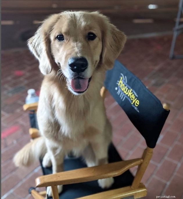 17 Amazing Dogs Excelling in Their Professional Roles