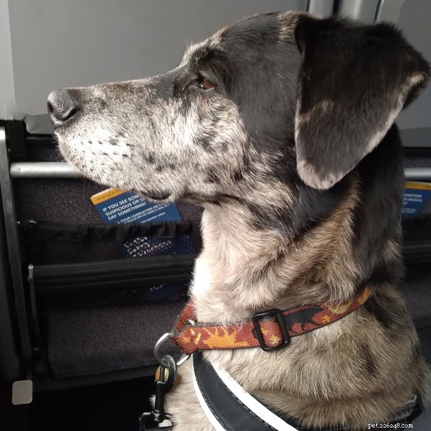 17 Amazing Dogs Excelling in Their Professional Roles