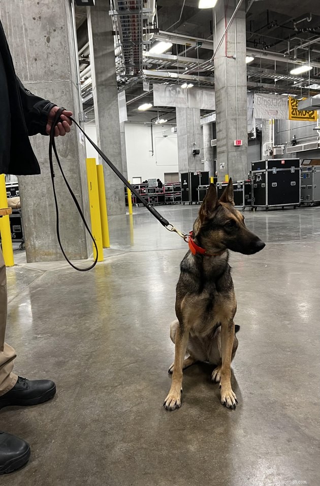 17 Amazing Dogs Excelling in Their Professional Roles