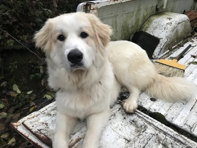 17 Amazing Dogs Excelling in Their Professional Roles