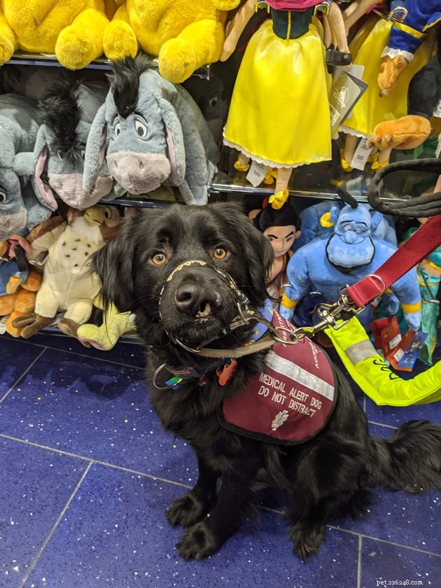 17 Amazing Dogs Excelling in Their Professional Roles