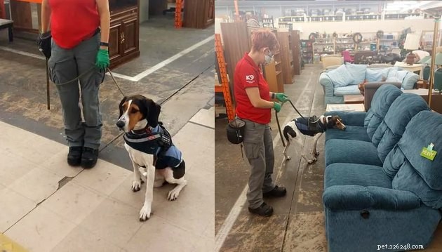 17 Amazing Dogs Excelling in Their Professional Roles