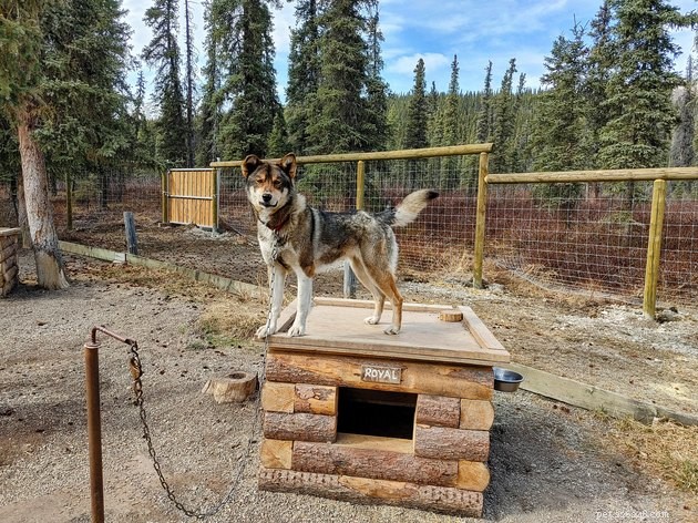 17 Amazing Dogs Excelling in Their Professional Roles