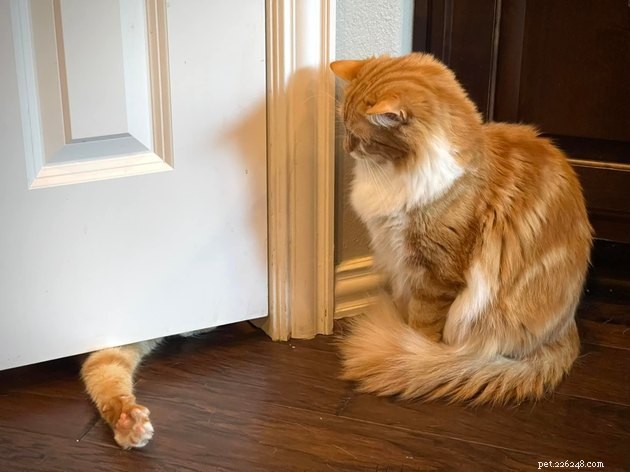 17 Hilarious Pet Photos Proving They Rule Their Own World