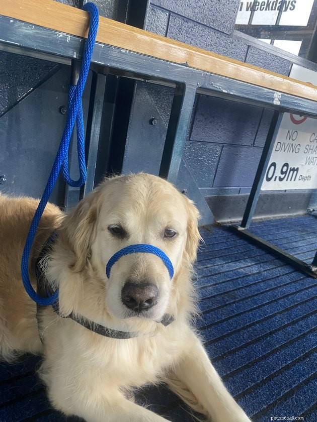 17 Amazing Dogs Excelling in Their Professional Roles