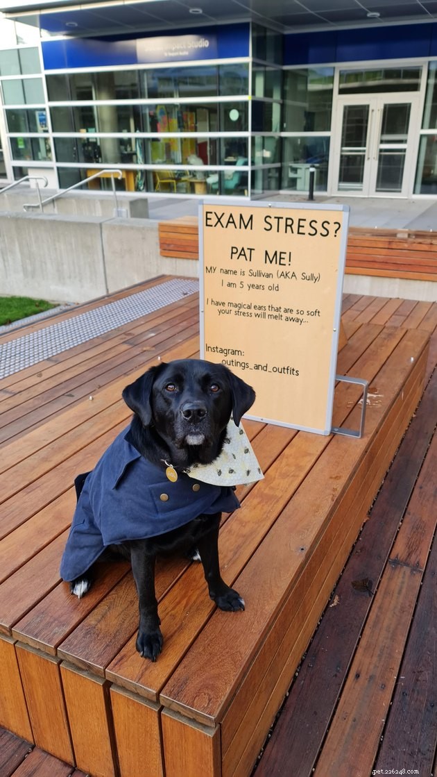 17 Amazing Dogs Excelling in Their Professional Roles