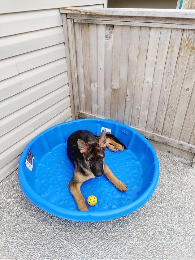 17 Hilarious Pet Photos Proving They Rule Their Own World