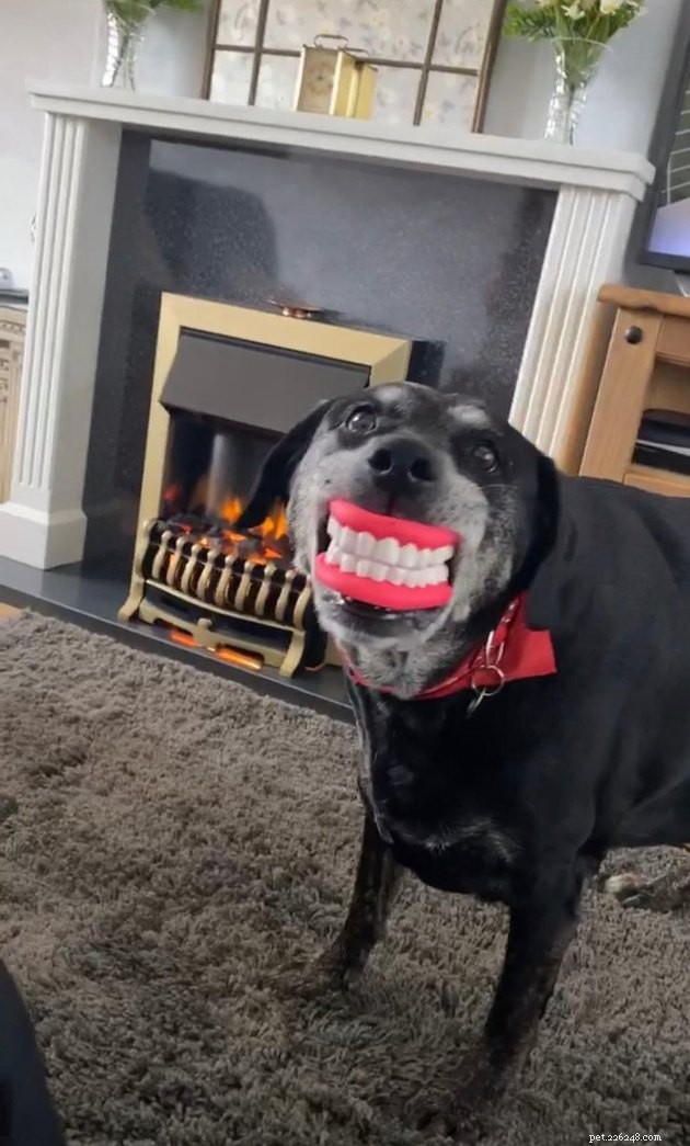 17 Hilarious Pet Photos Proving They Rule Their Own World