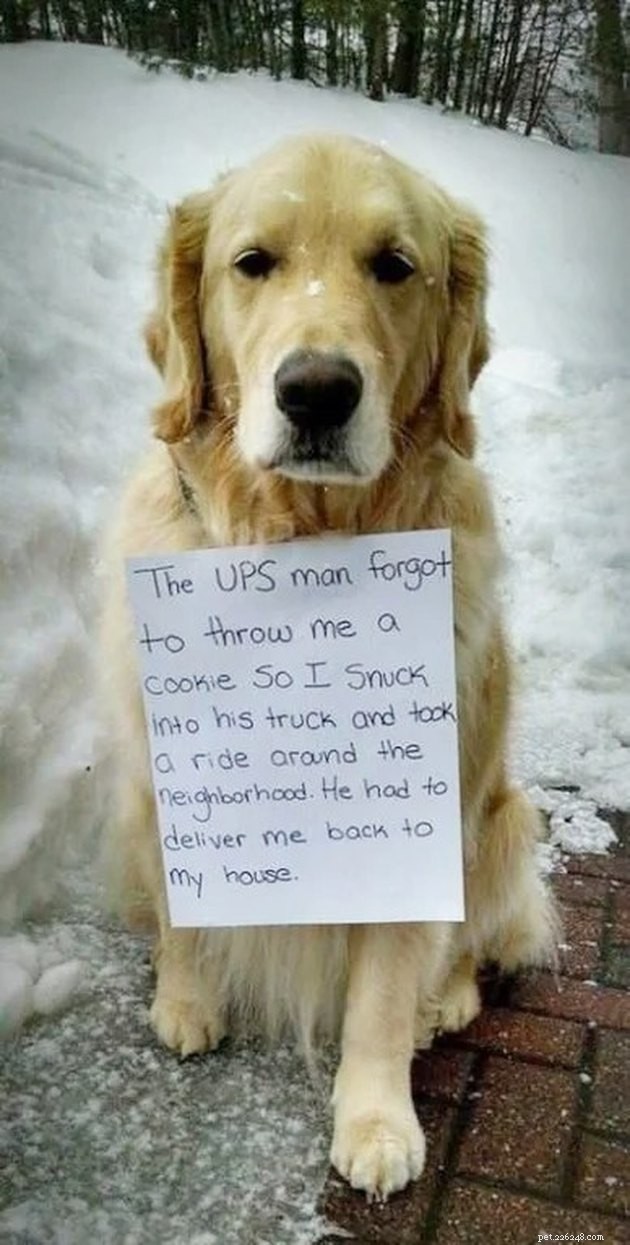 17 Hilarious Pet Photos Proving They Rule Their Own World