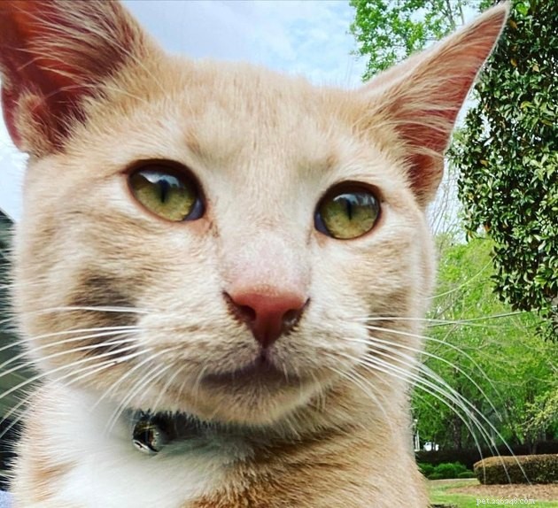 17 Hilarious Pet Photos Proving They Rule Their Own World