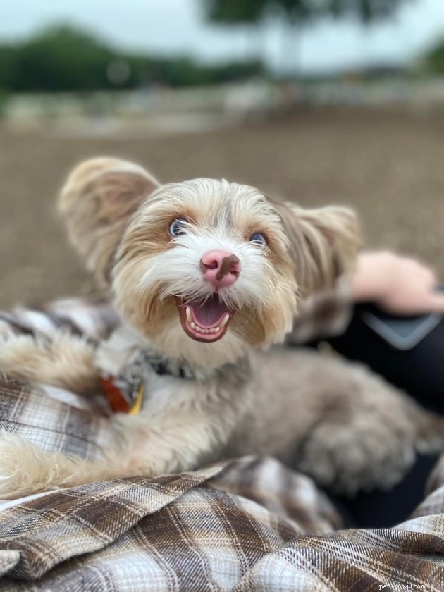 17 Hilarious Pet Photos Proving They Rule Their Own World