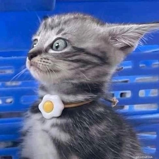 17 Hilarious Pet Photos Proving They Rule Their Own World