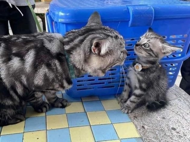 17 Hilarious Pet Photos Proving They Rule Their Own World