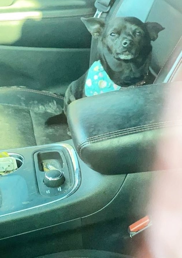 17 Hilarious Pet Photos Proving They Rule Their Own World
