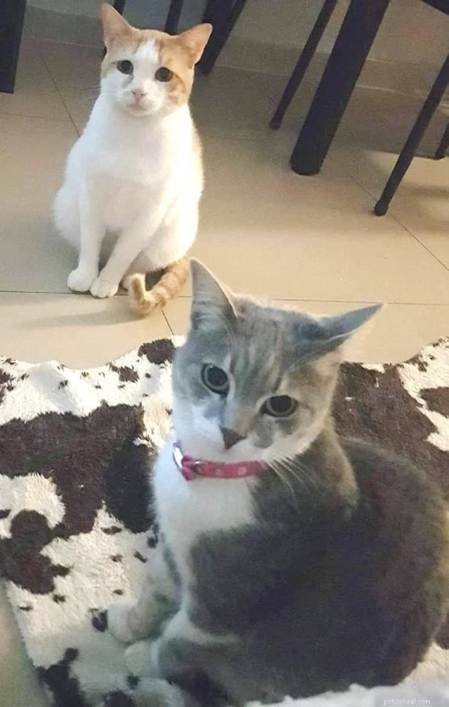 17 Hilarious Pet Photos Proving They Rule Their Own World
