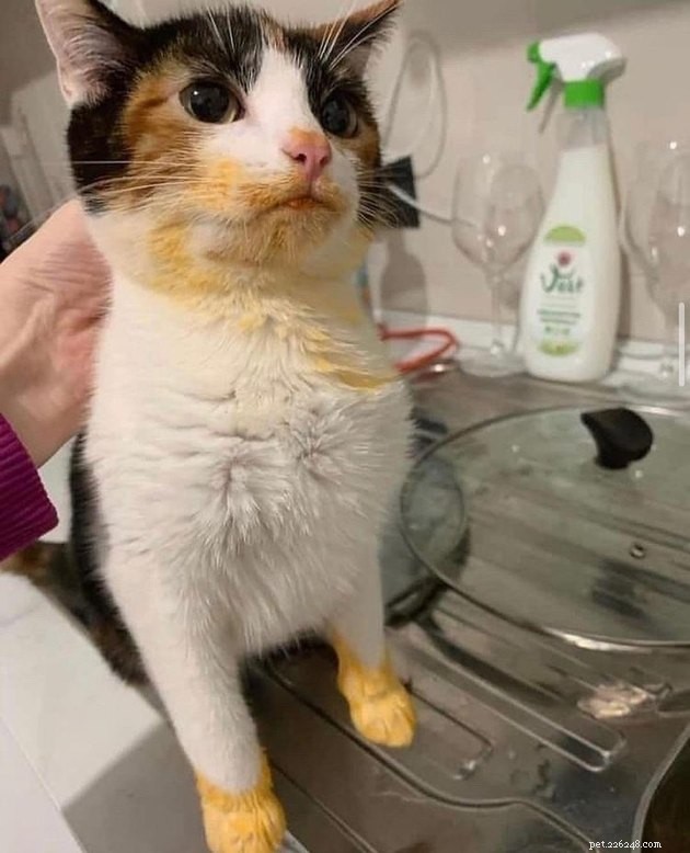 17 Hilarious Pet Photos Proving They Rule Their Own World